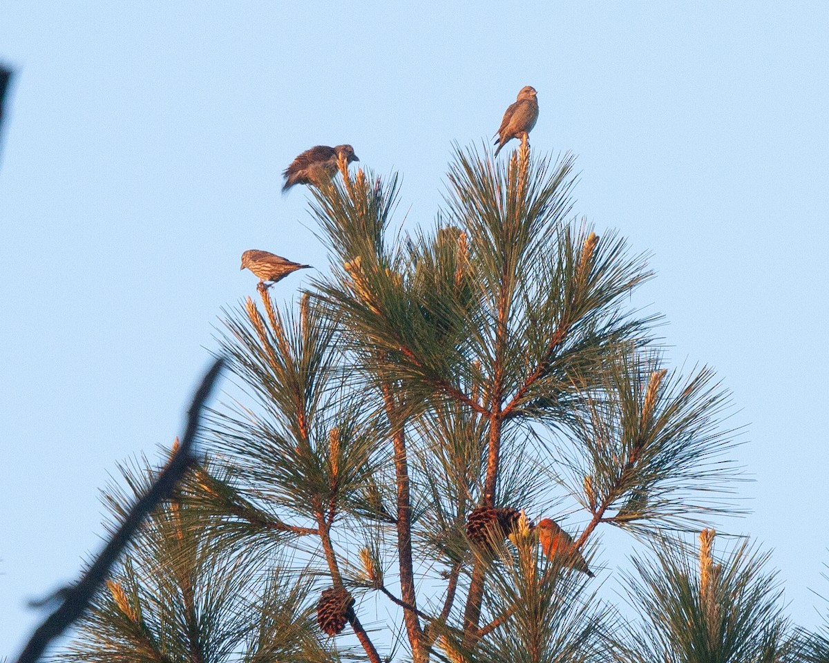 Bec-croisé des sapins - ML617805765