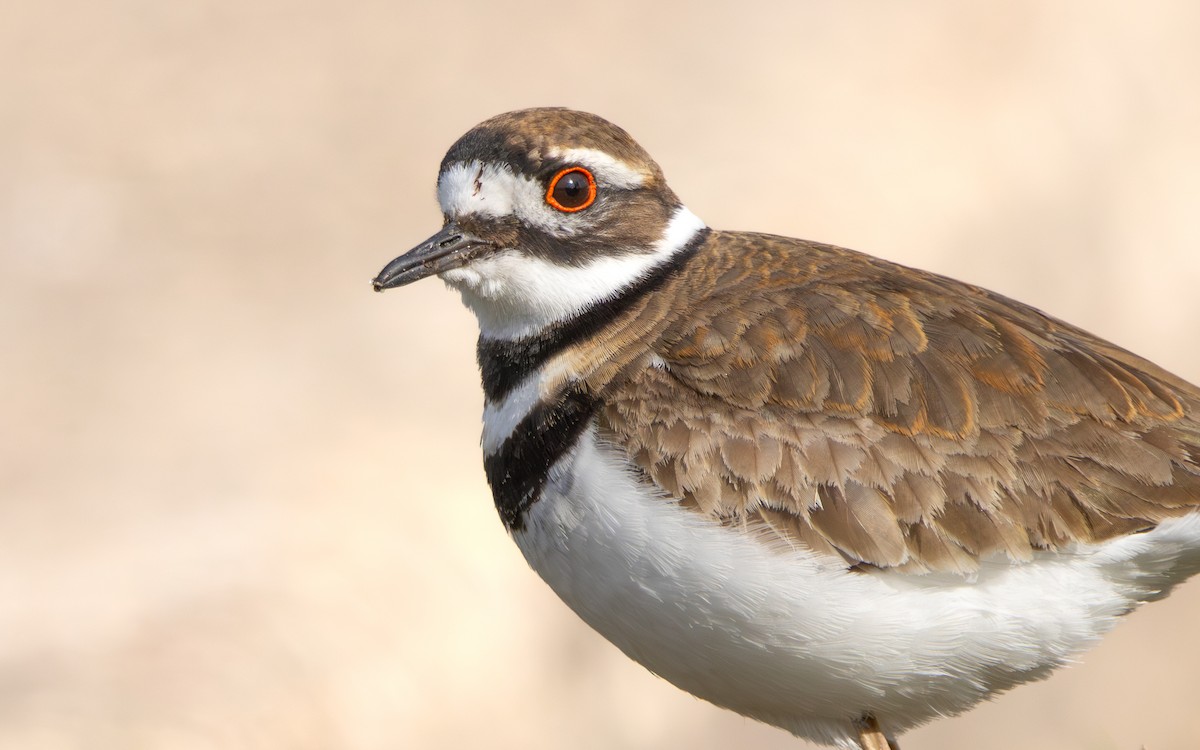 Killdeer - ML617805782