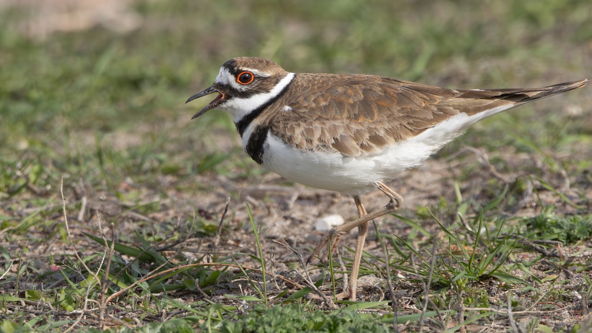 Killdeer - ML617805787