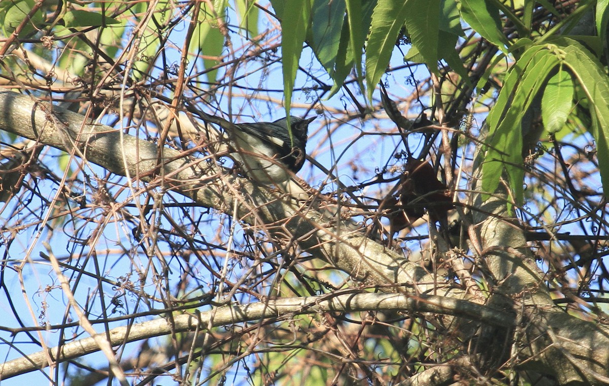 Black-throated Blue Warbler - ML617805816