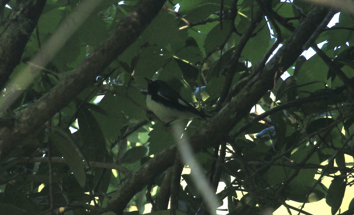 Black-throated Blue Warbler - ML617805817