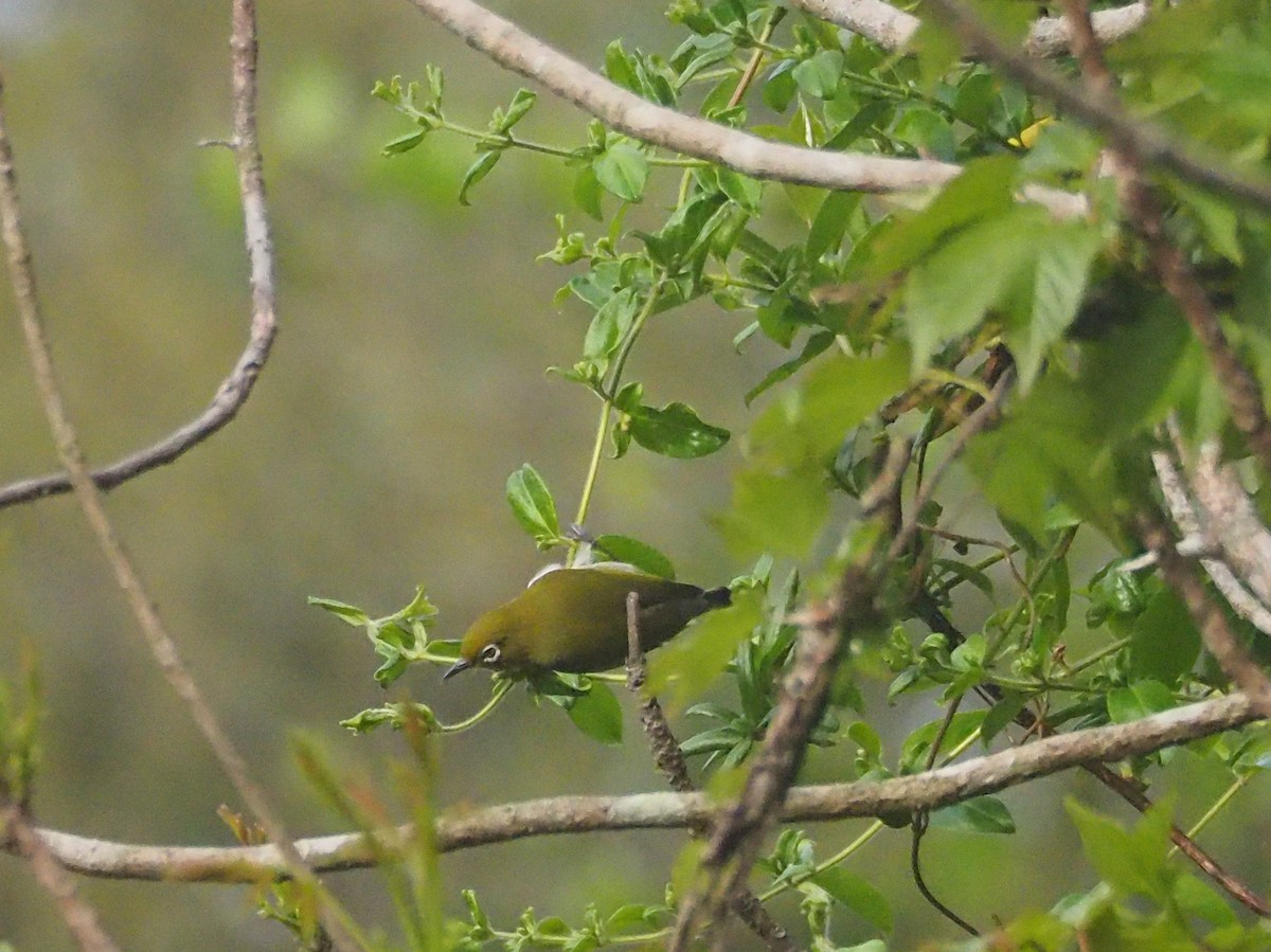 Warbling White-eye - ML617805820