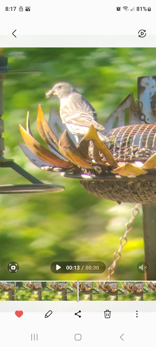 Pine Siskin - ML617805835