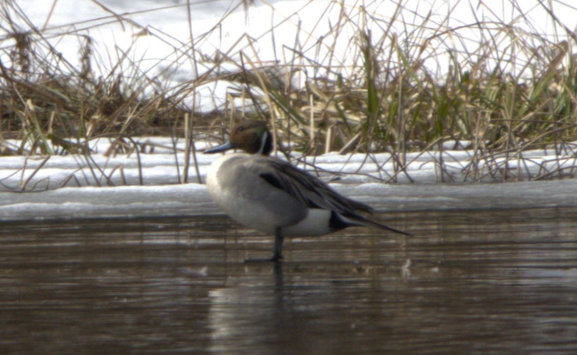 Northern Pintail - ML617805985