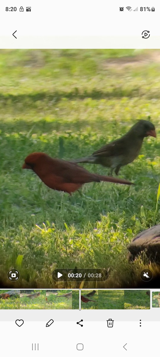 Northern Cardinal - Cynthia Hebert