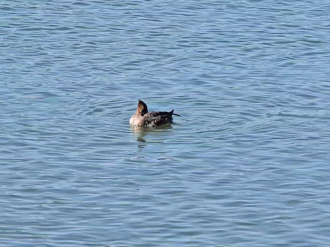 Red-breasted Merganser - Steven Tracy