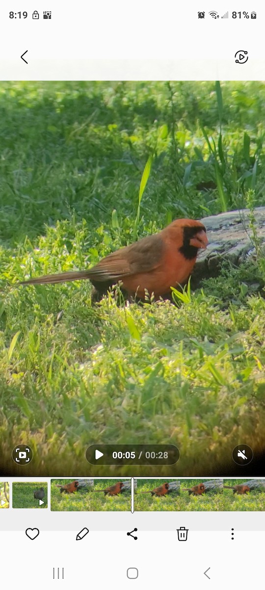 Cardinal rouge - ML617806009