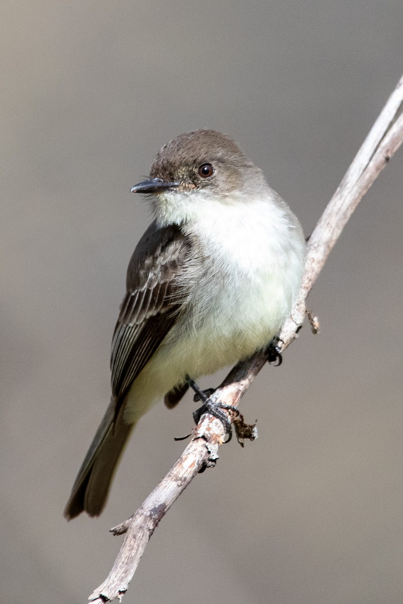 Eastern Phoebe - ML617806010