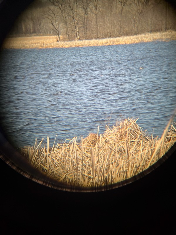 American Wigeon - ML617806073