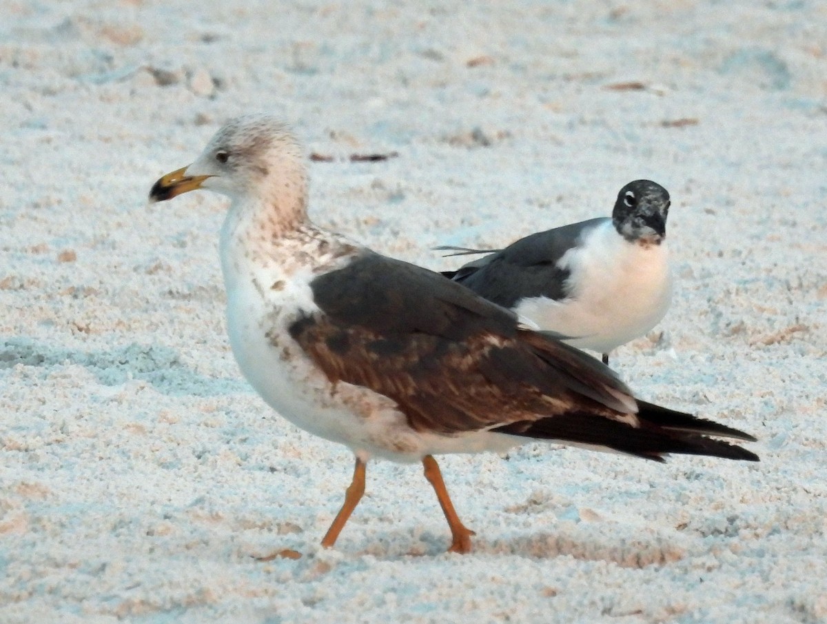 Lesser Black-backed Gull - ML617806075