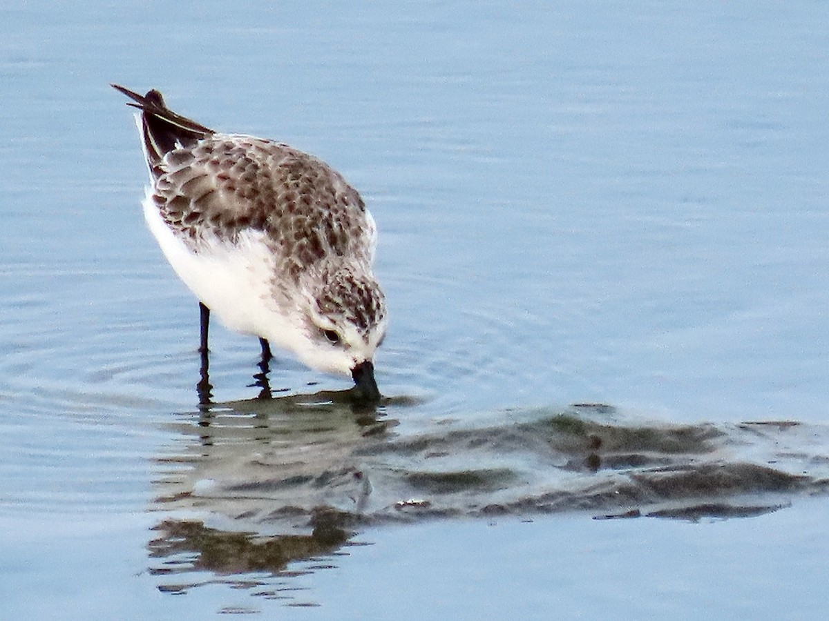 Spoon-billed Sandpiper - 竹雞 劉