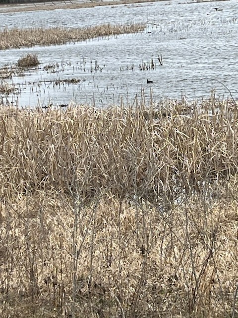 American Coot - ML617806084