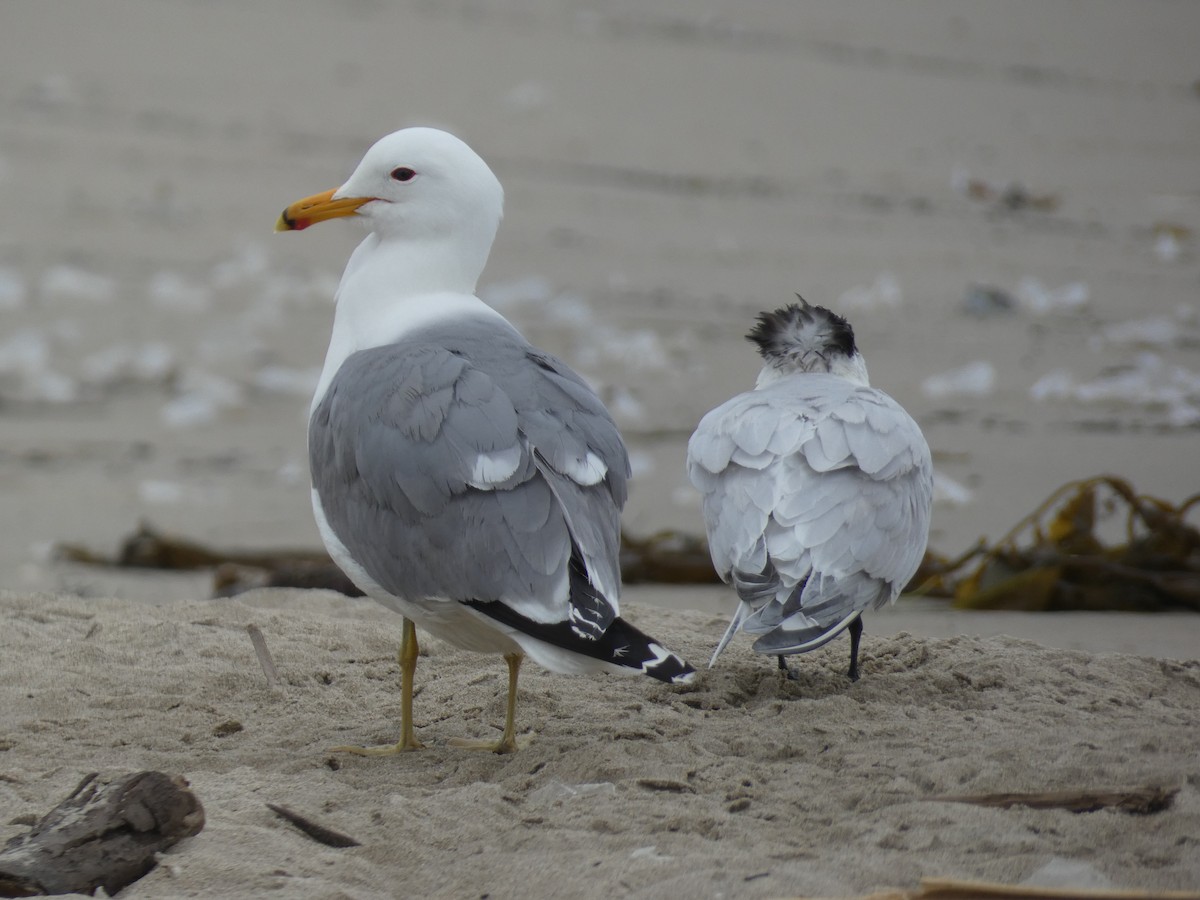 California Gull - ML617806086