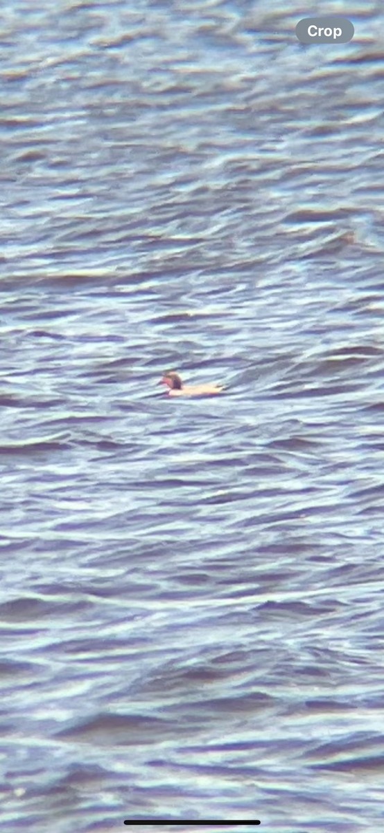 Green-winged Teal - ML617806090