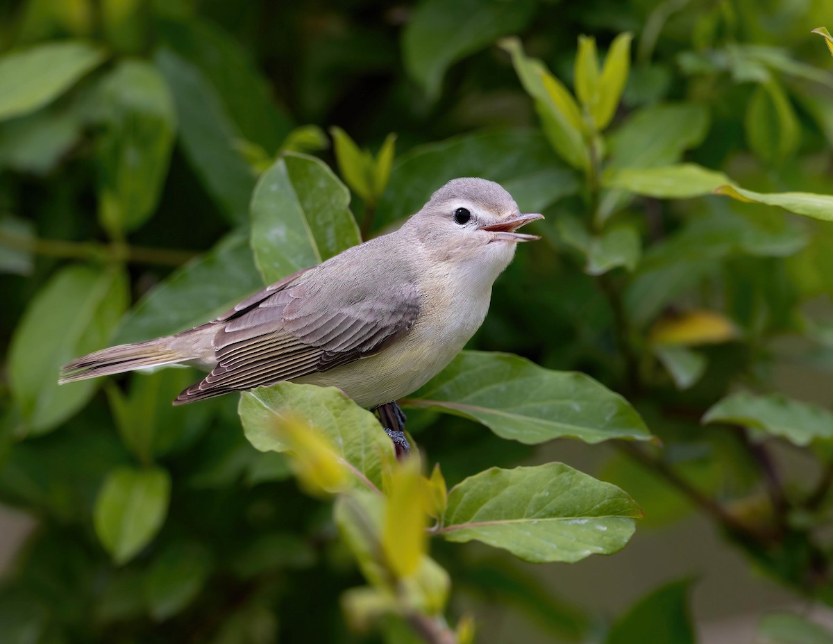 Warbling Vireo - ML617806111