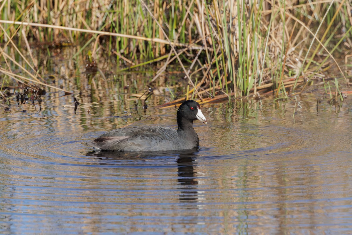 American Coot - ML617806119