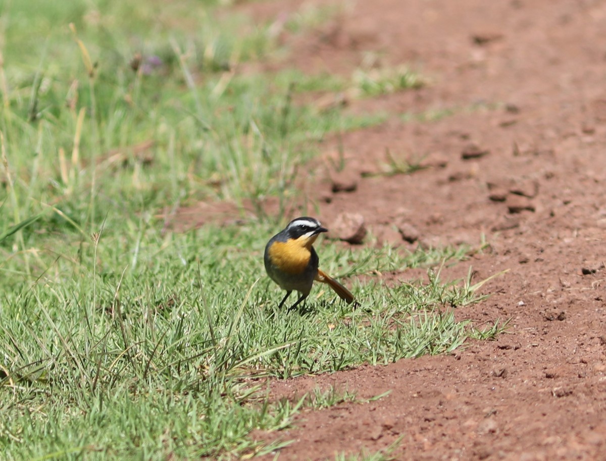 Cape Robin-Chat - Rohan van Twest