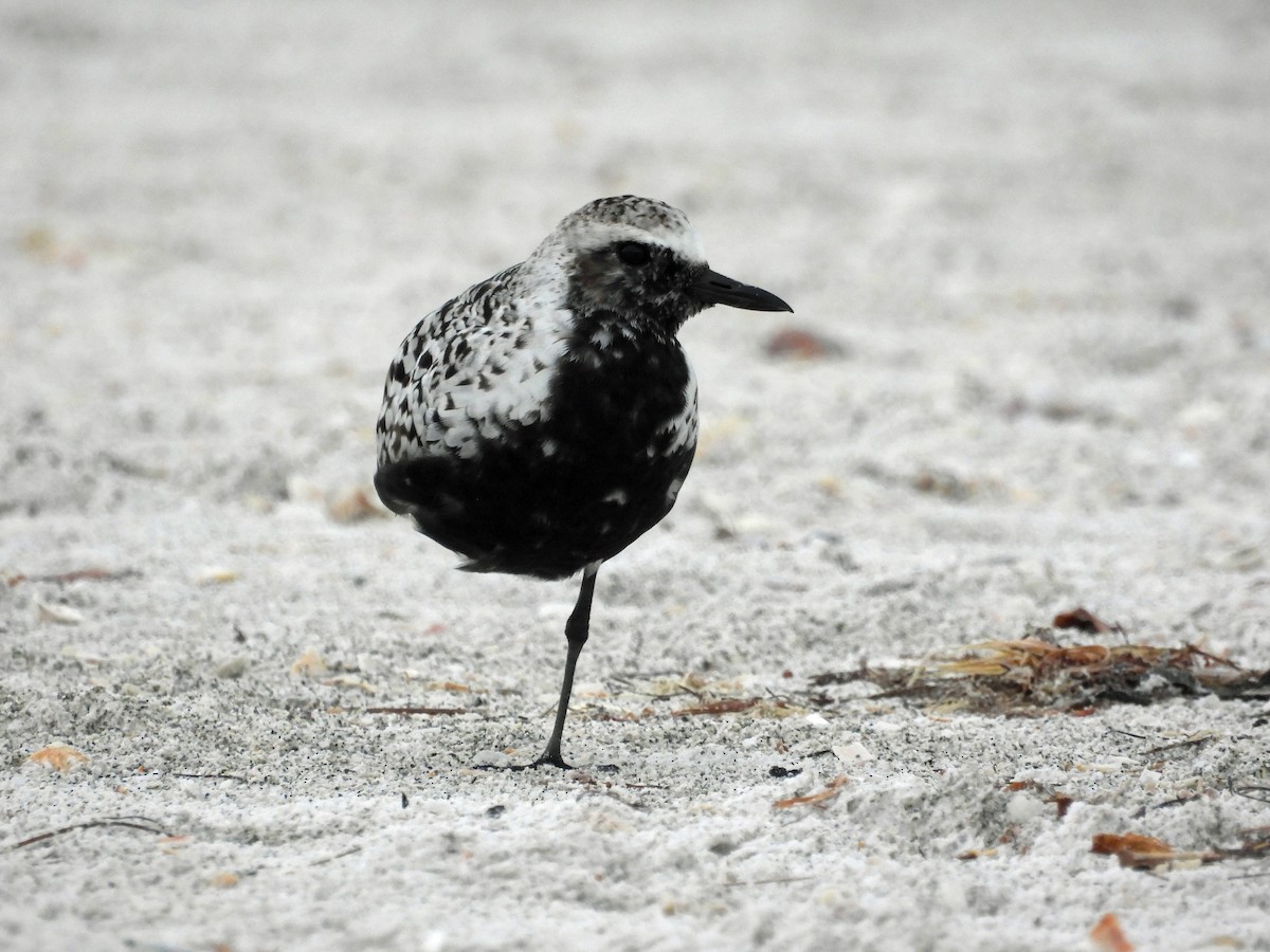 Black-bellied Plover - ML617806137