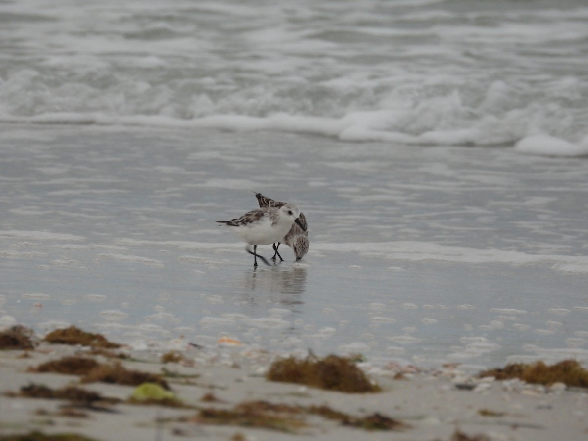 Sanderling - ML617806179