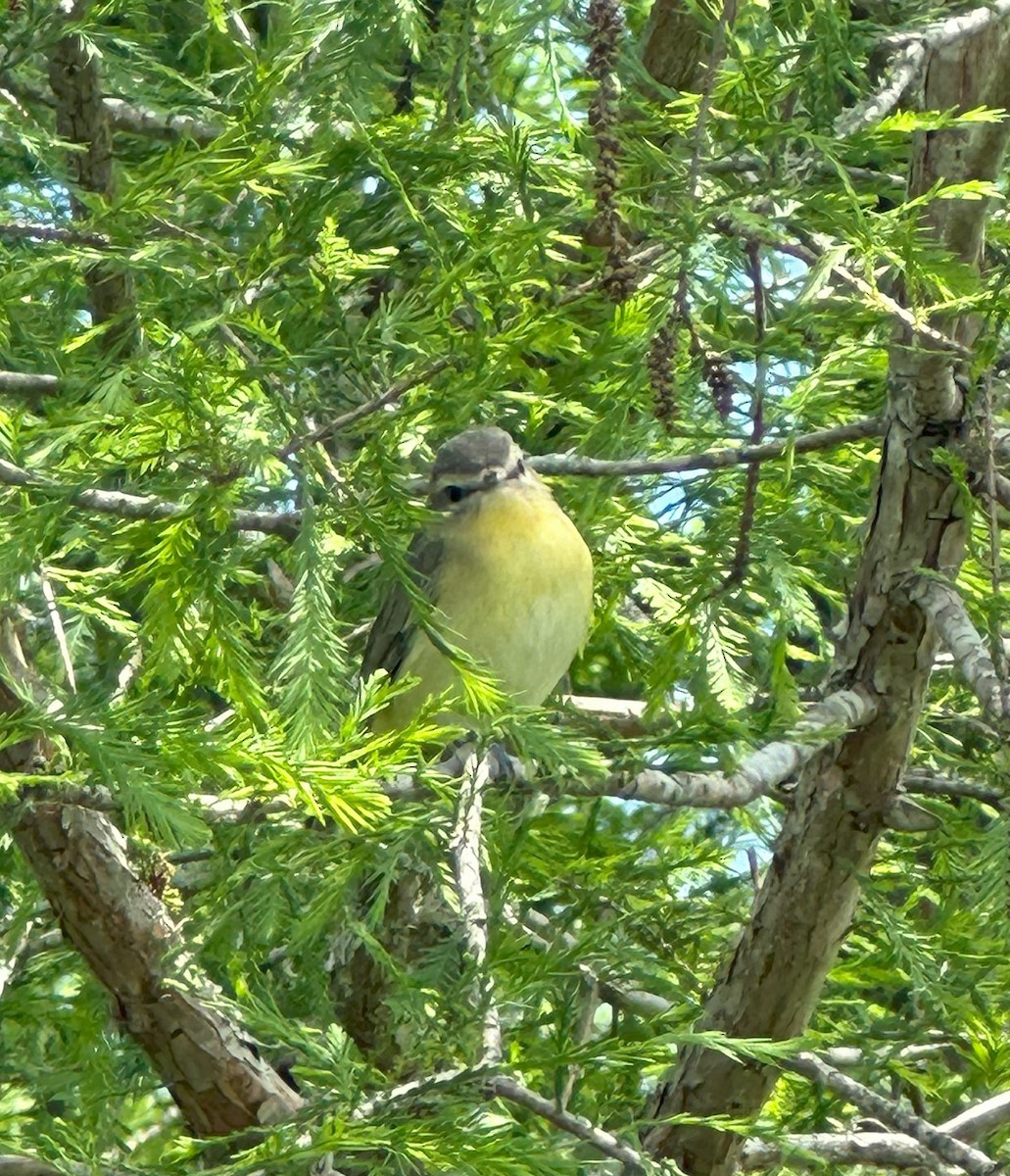 Philadelphia Vireo - ML617806195