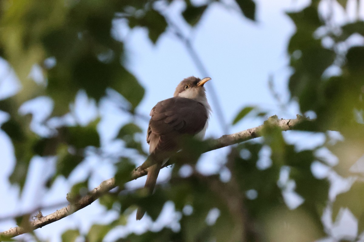 Yellow-billed Cuckoo - ML617806204