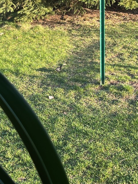 Brewer's Blackbird - ML617806218