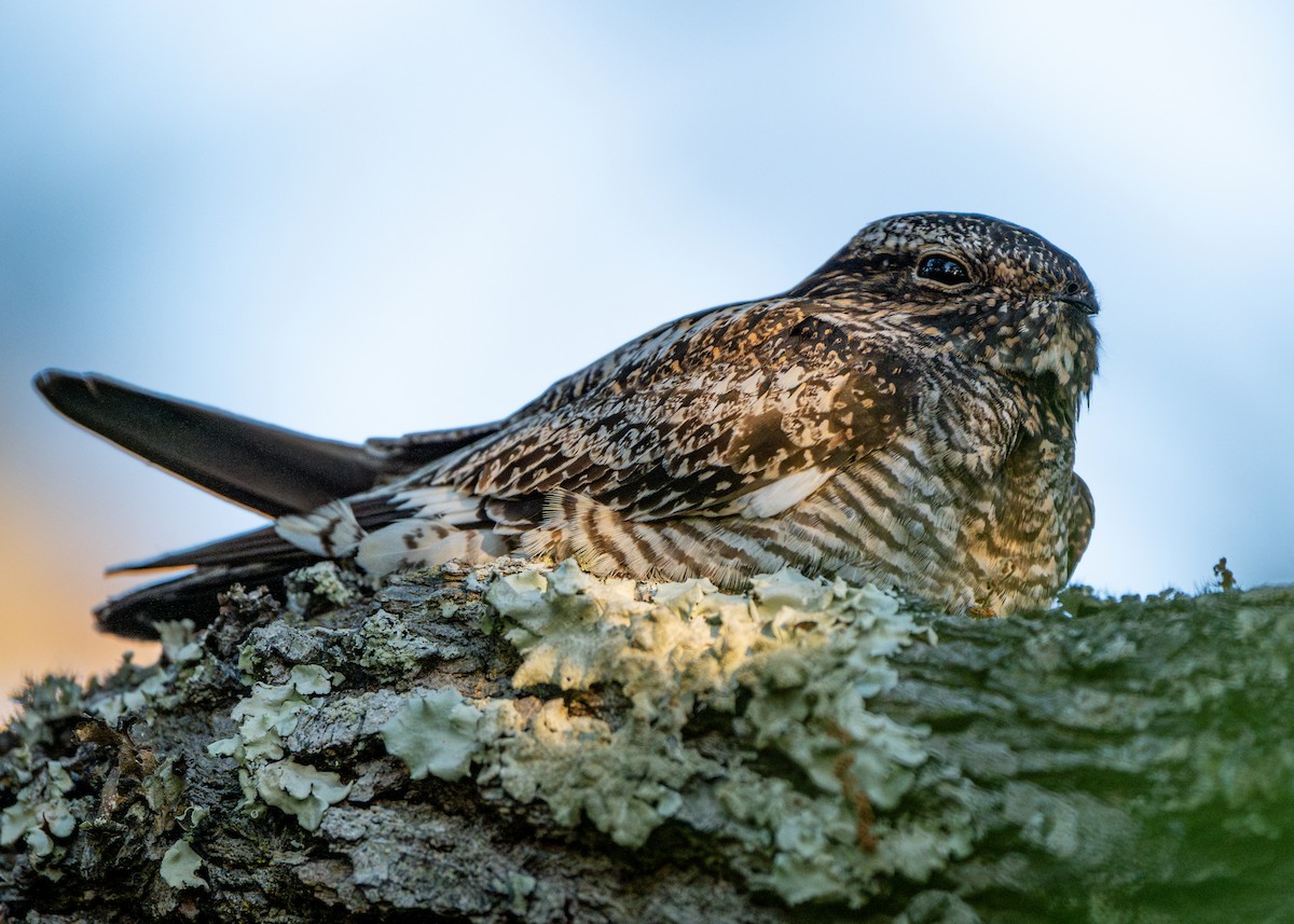 Common Nighthawk - ML617806266