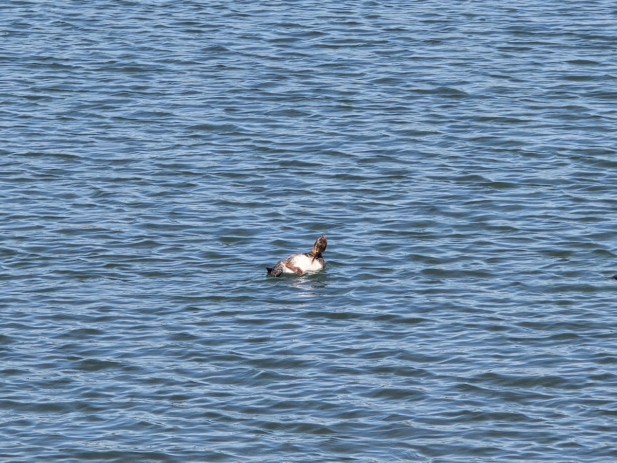 Red-breasted Merganser - Steven Tracy