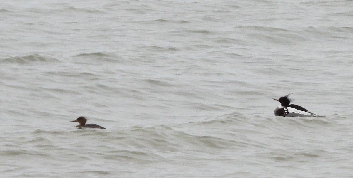 Red-breasted Merganser - ML617806271