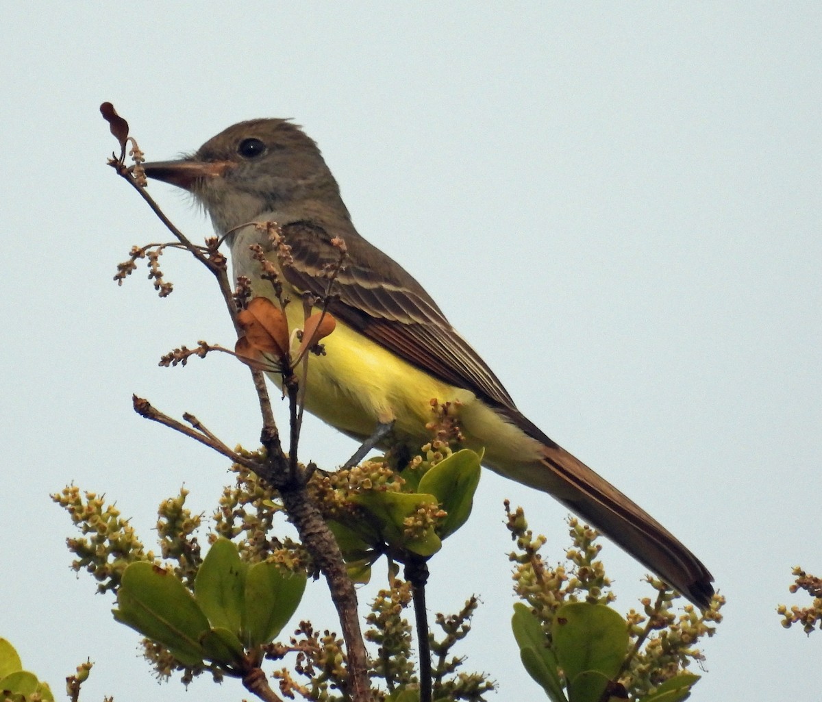 Great Crested Flycatcher - ML617806273