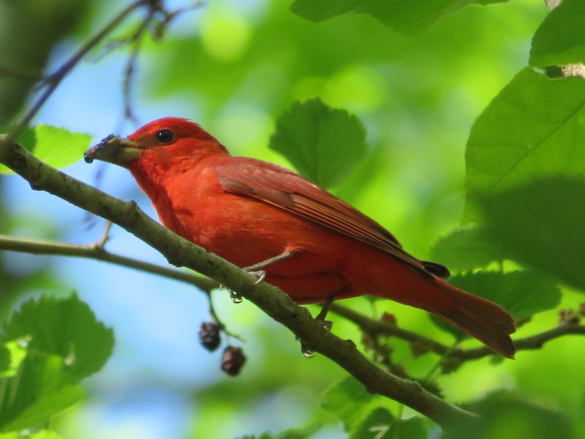 Summer Tanager - ML617806288