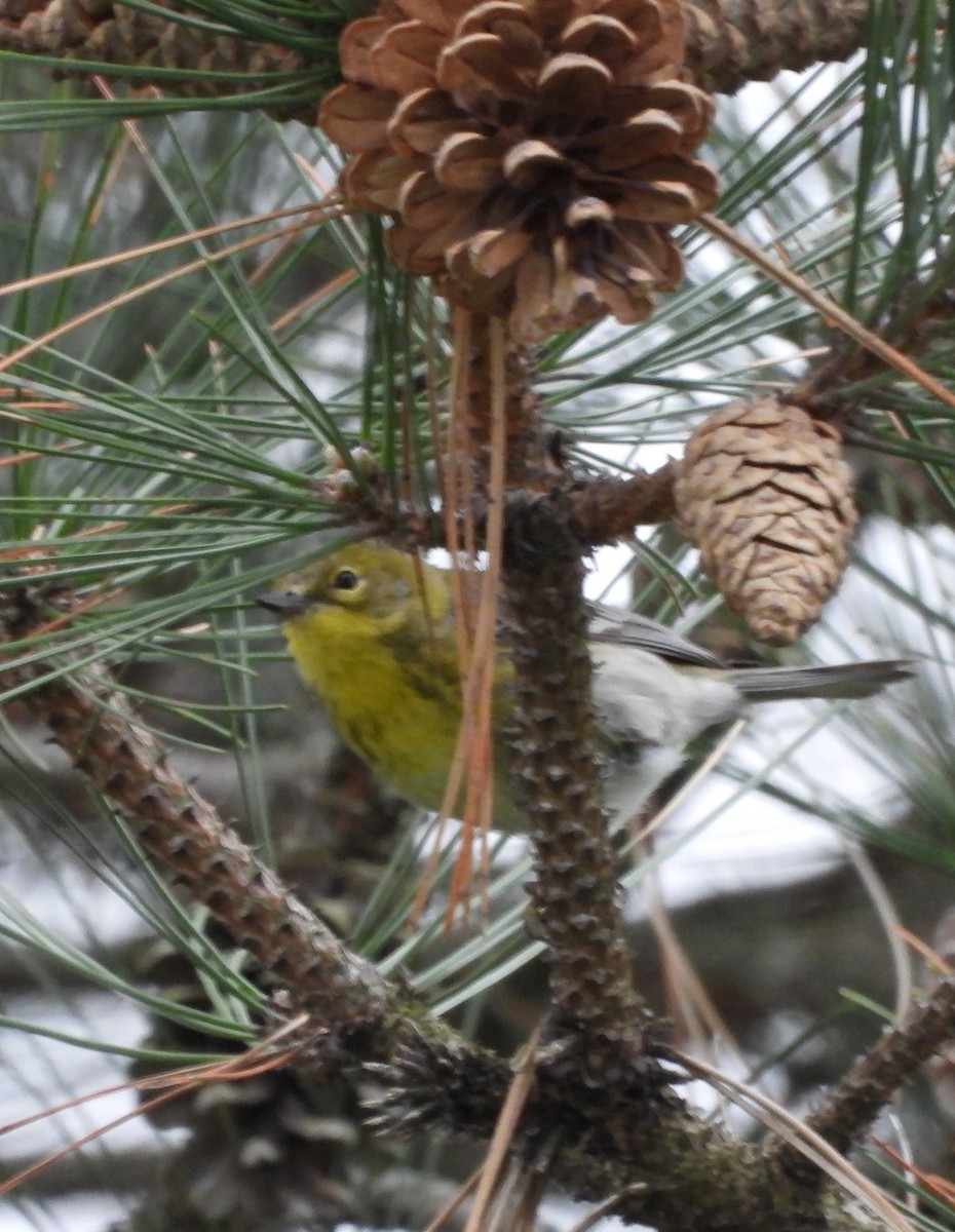 Pine Warbler - ML617806329