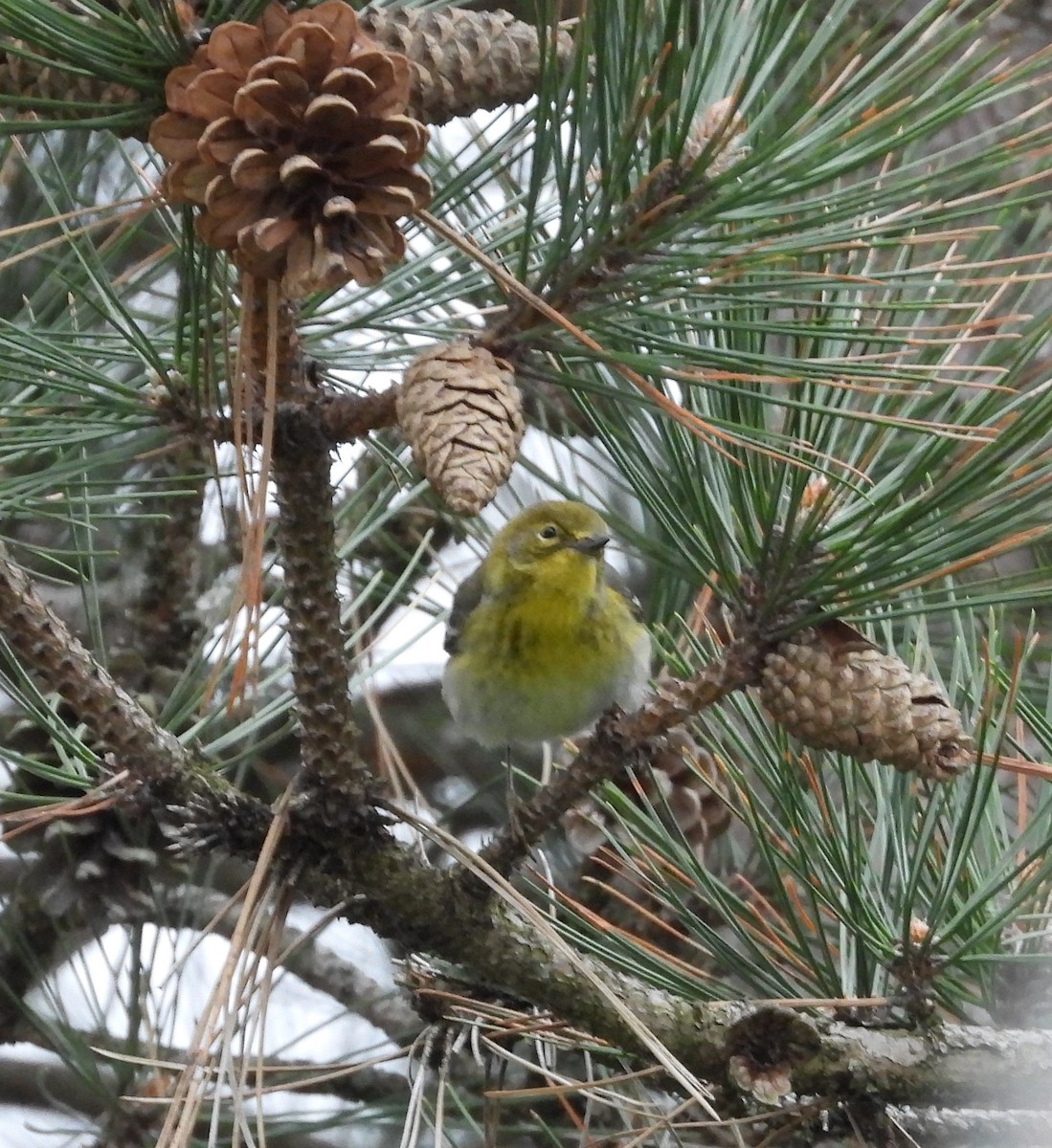 Pine Warbler - Ted Purcell