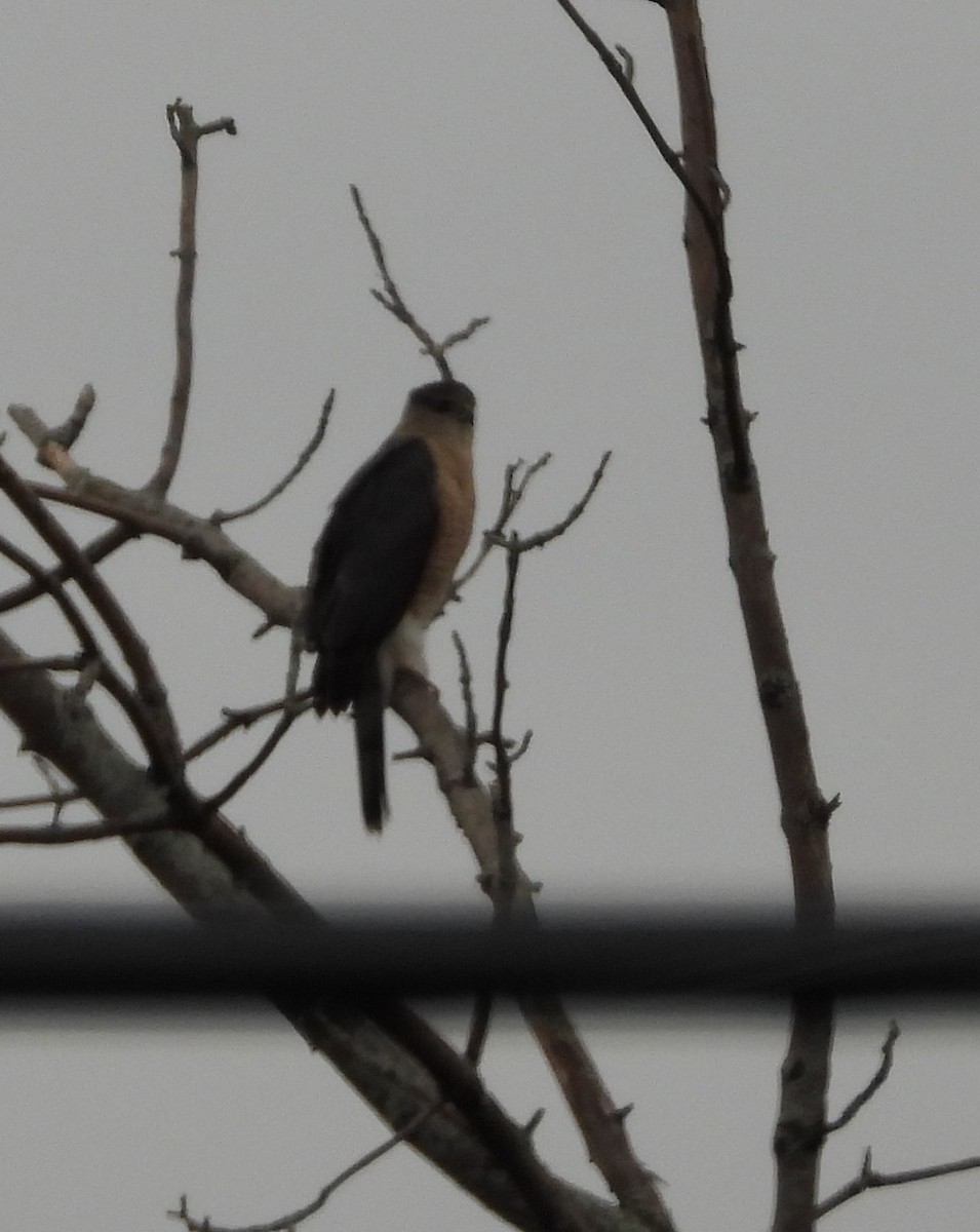 Cooper's Hawk - ML617806339