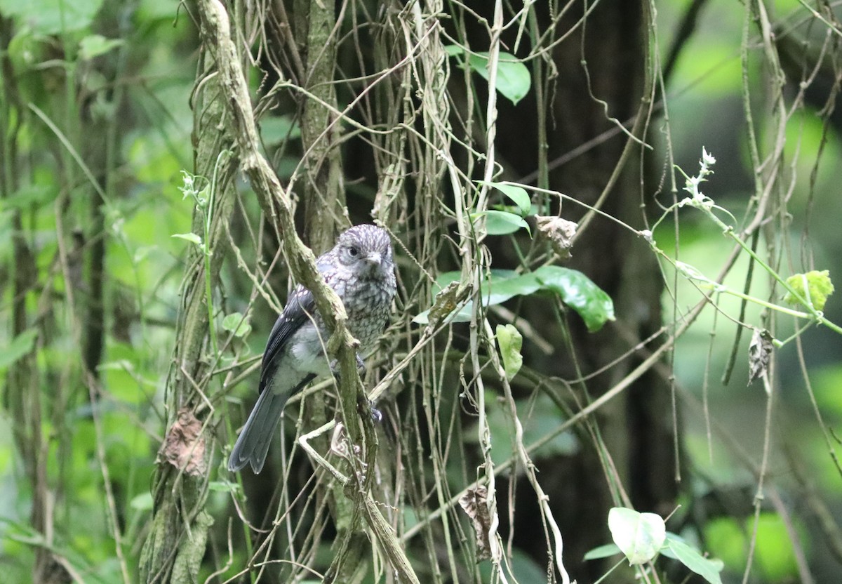 Gözlüklü Drongo Sinekkapanı - ML617806344