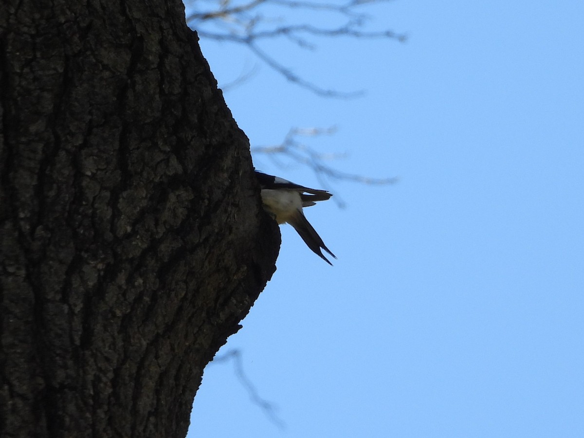 Red-headed Woodpecker - ML617806368