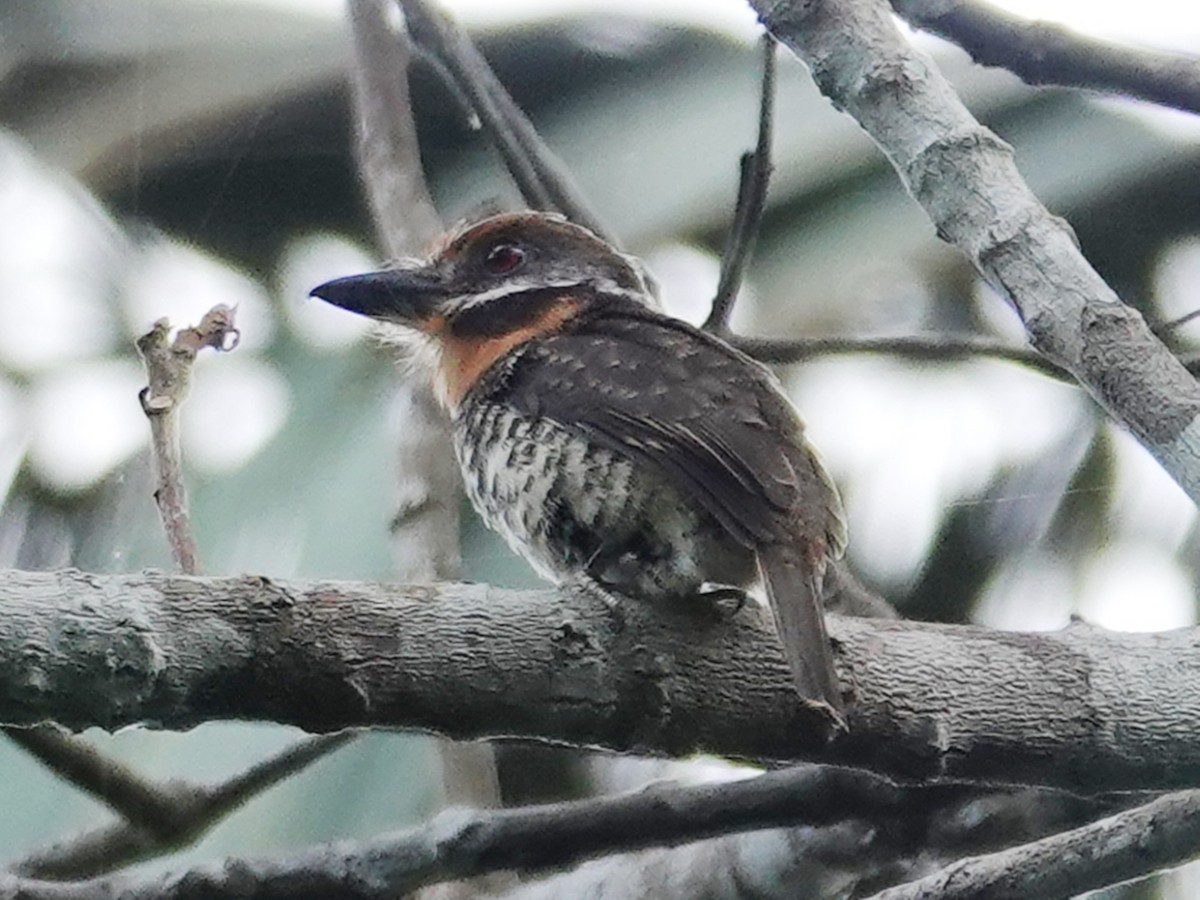 Spotted Puffbird - ML617806373