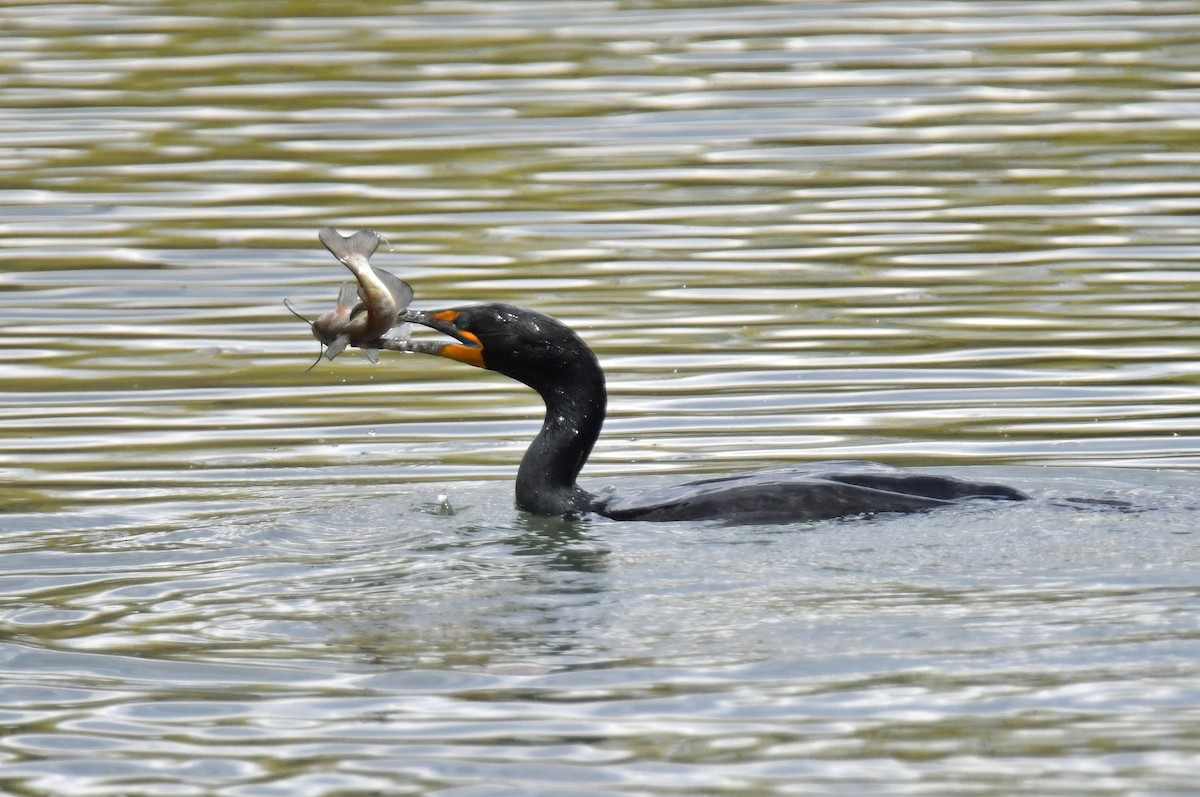 Double-crested Cormorant - Brian Johnson