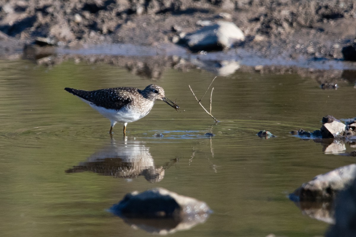 Solitary Sandpiper - ML617806405