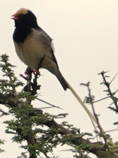 Straw-tailed Whydah - Jo Ellen Floer