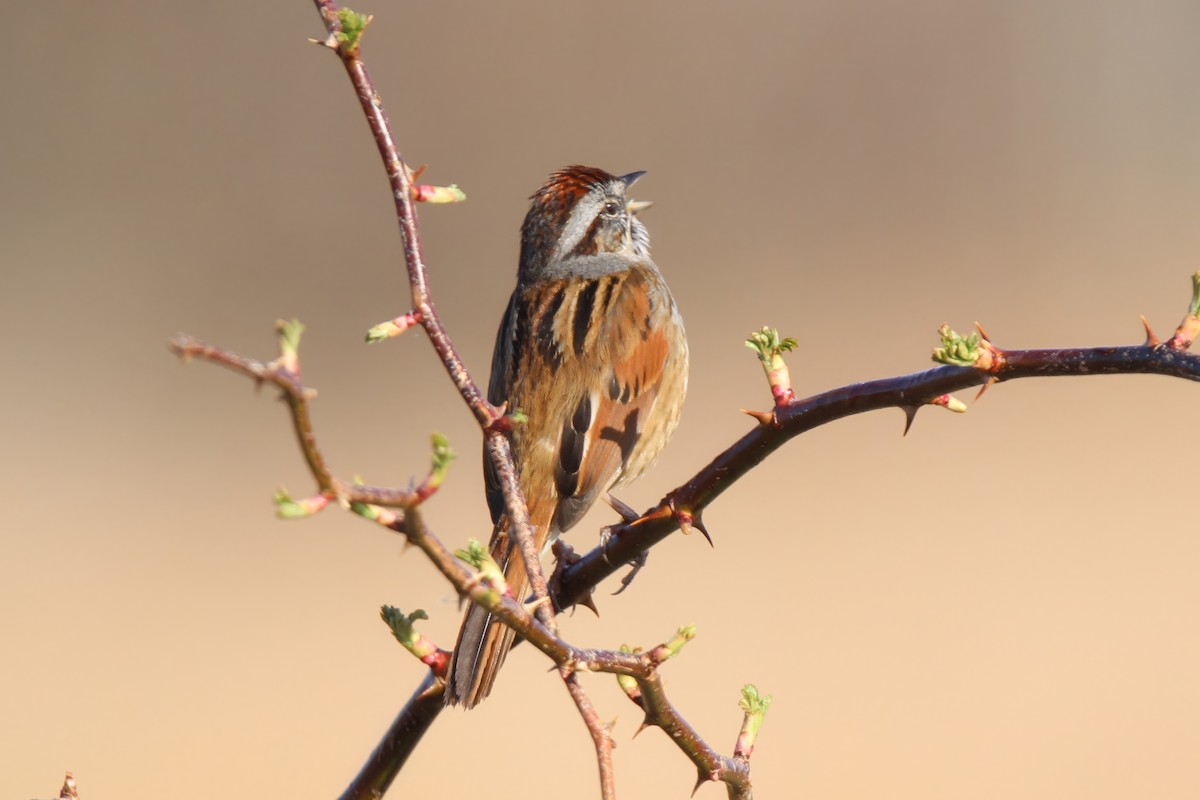 Swamp Sparrow - Ronnie Van Dommelen