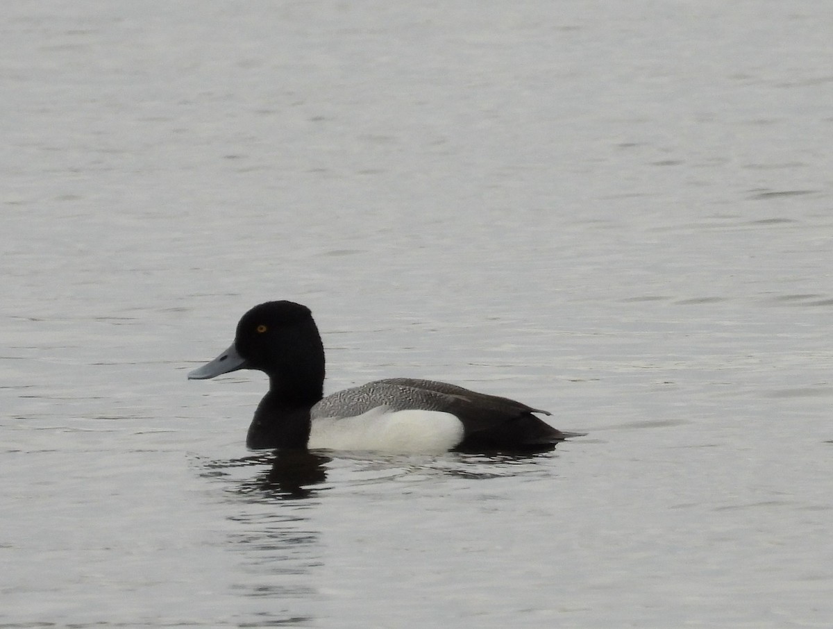 Lesser Scaup - ML617806443