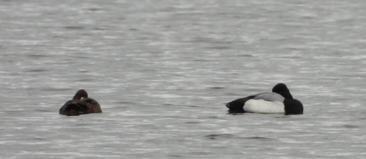 Lesser Scaup - ML617806444