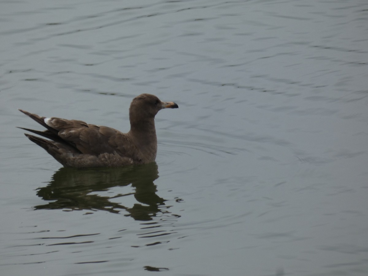 Gaviota Mexicana - ML617806458