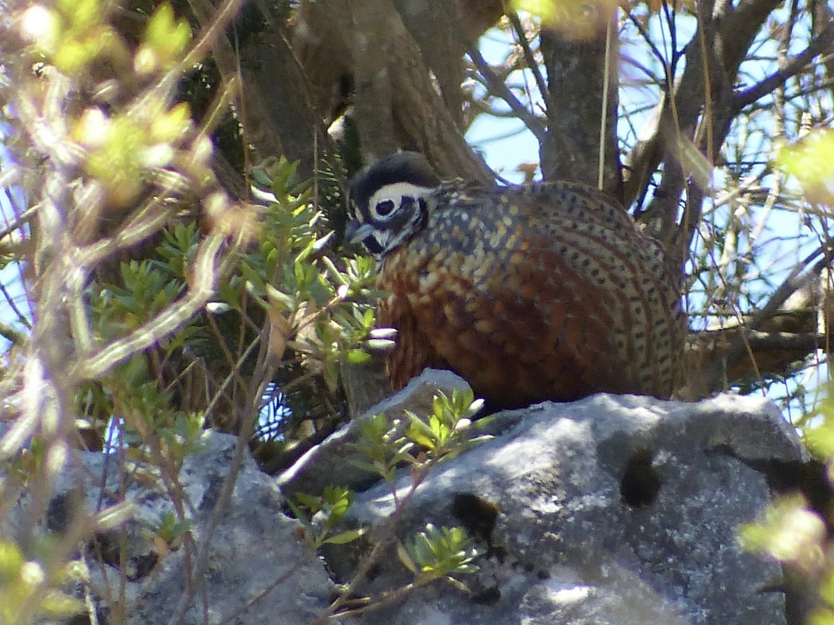 Ocellated Quail - ML617806480