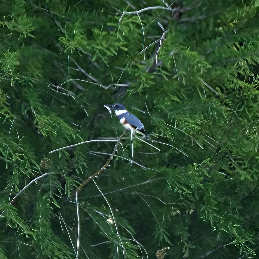 Belted Kingfisher - ML617806501