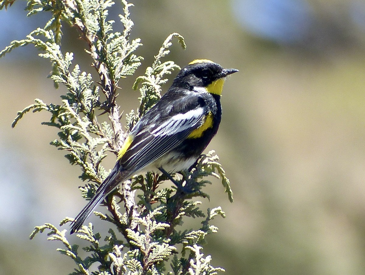 Yellow-rumped Warbler (Goldman's) - ML617806503