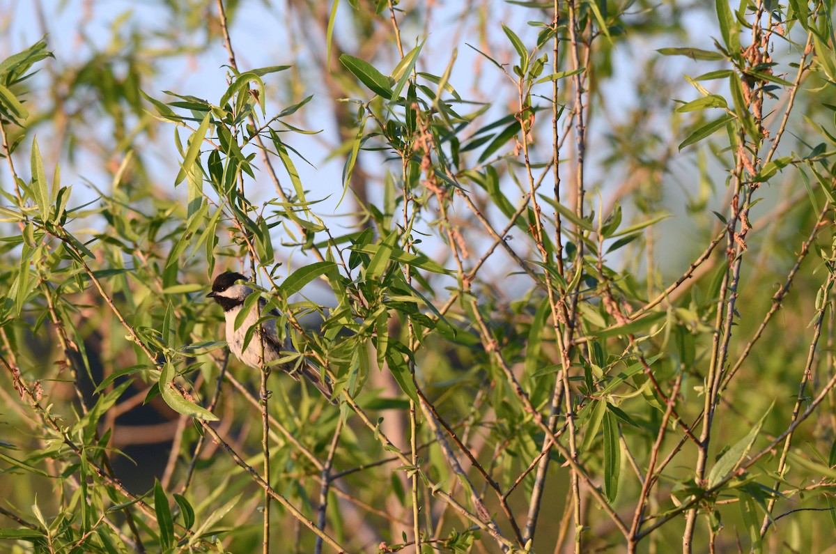 Carolina Chickadee - ML617806519