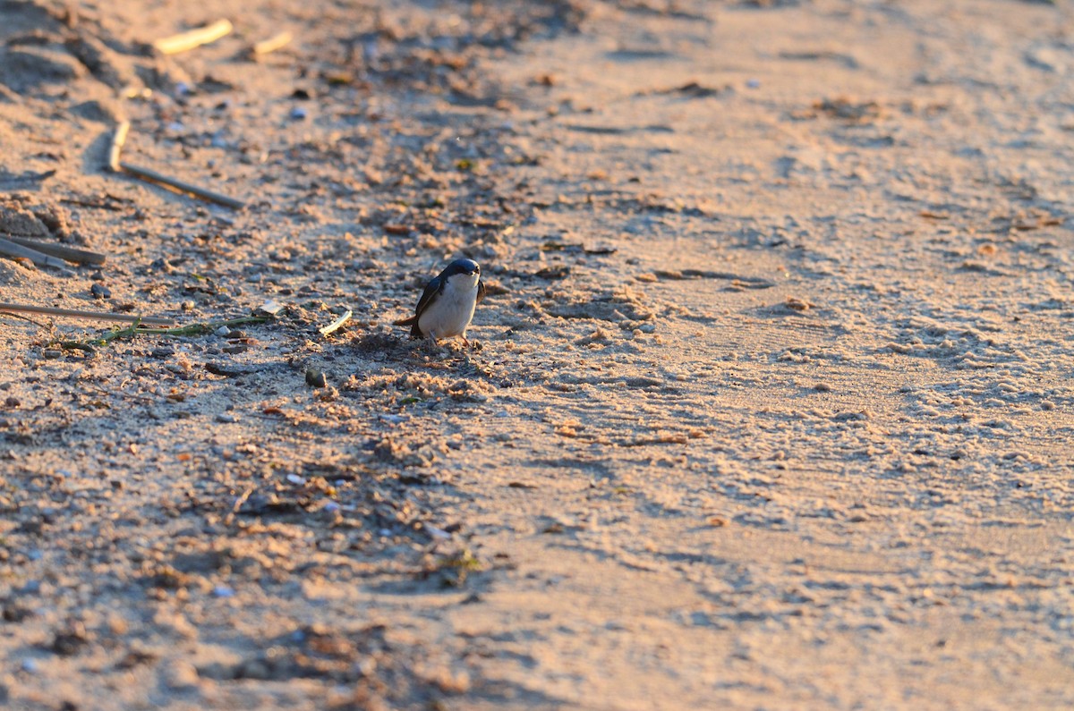 Tree Swallow - ML617806528