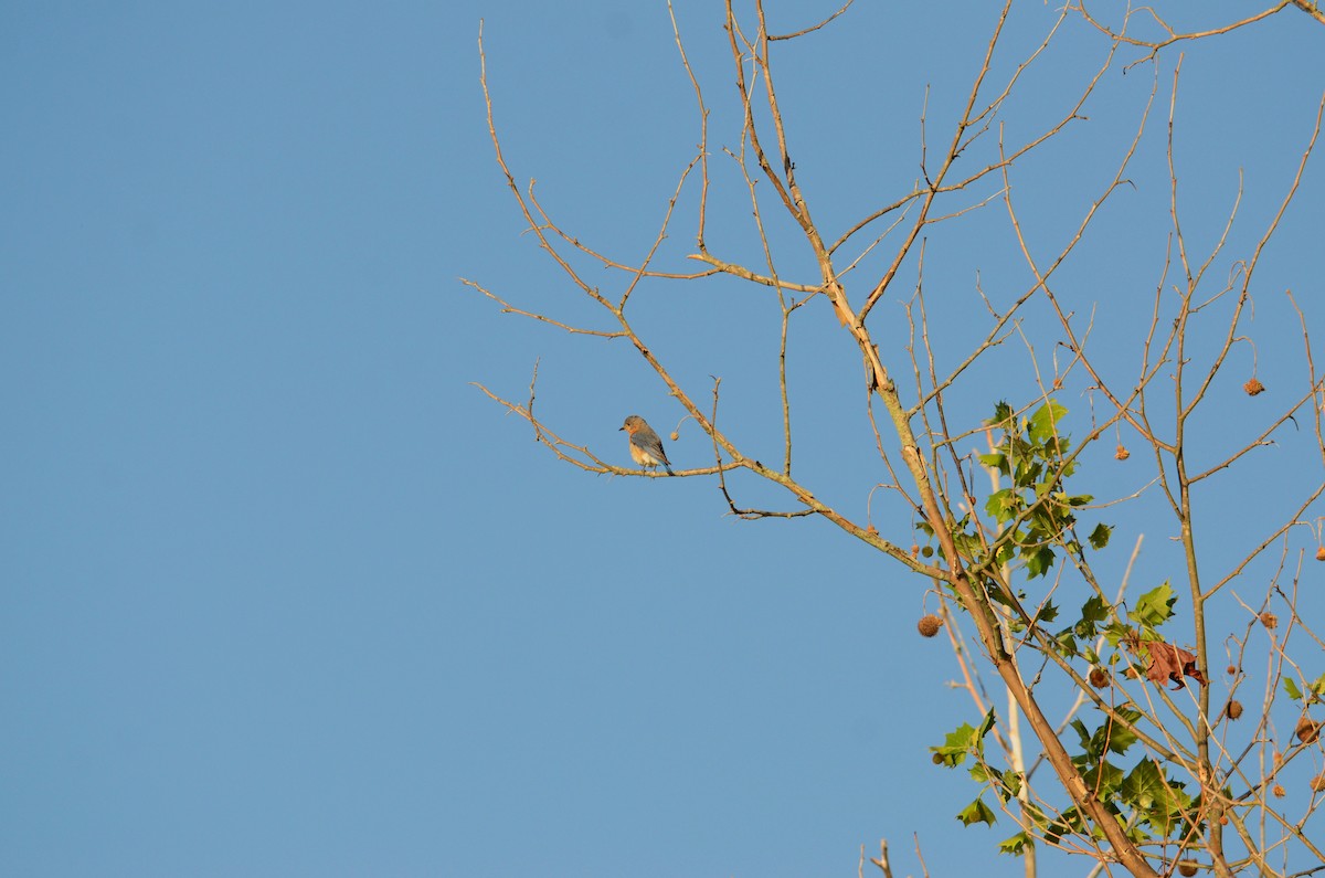 Eastern Bluebird - ML617806530